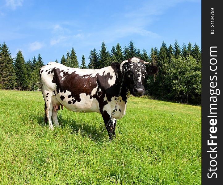 Photo of a cow standing in a field with trees