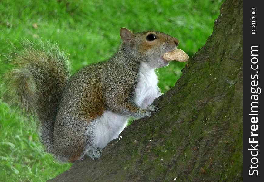 A close up view of a squirrel.