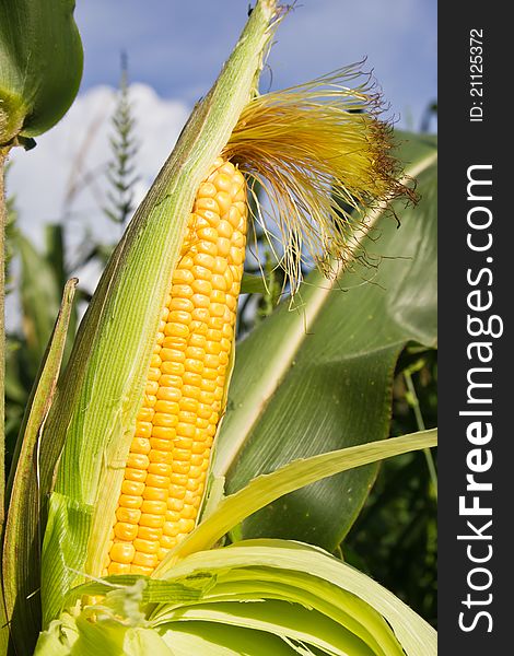 Close up corn on the stalk