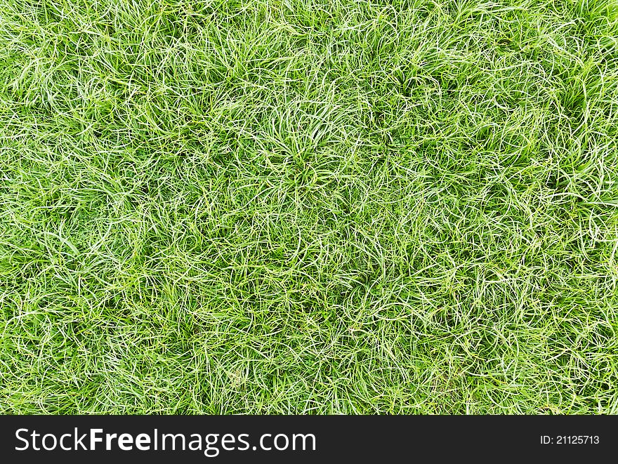 Green healthy grass texture background