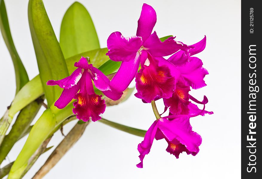 Purple Orchid Flower