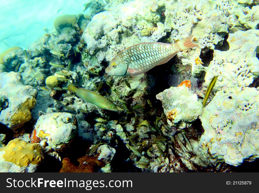 Underwater shot of the fish on the reef backround. Snorkeling in Holguin, Cuba