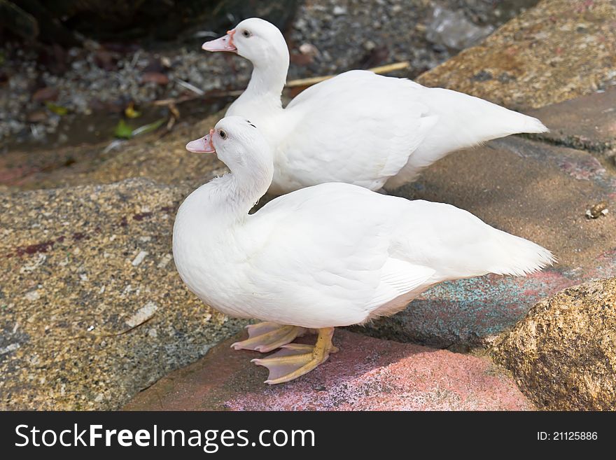 Two white duck standing on the rock