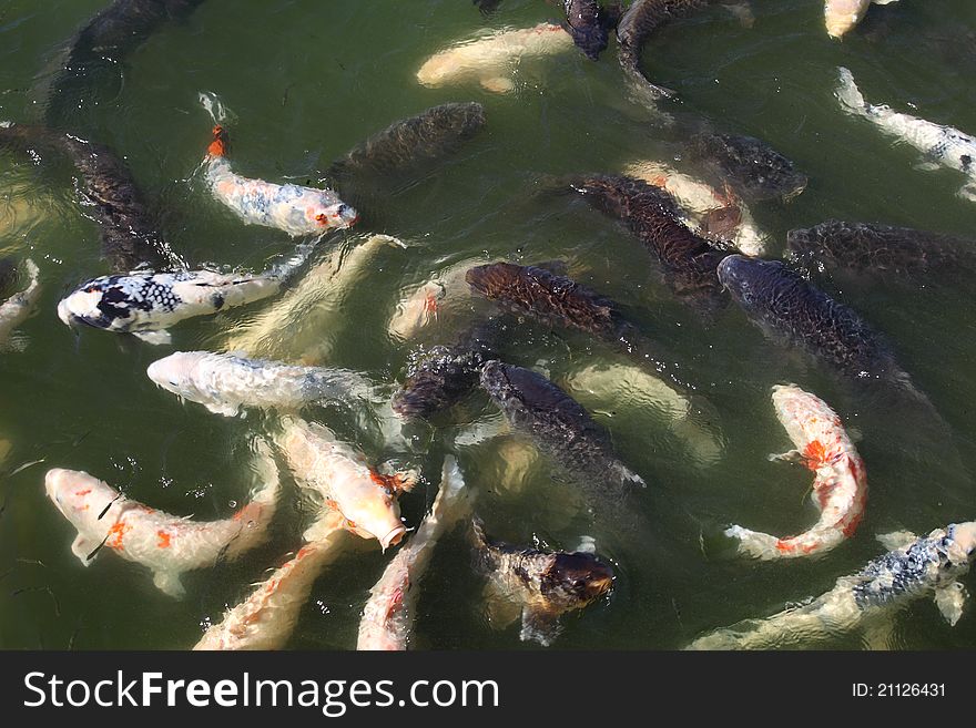 Japanese koi carp fishes in a pond