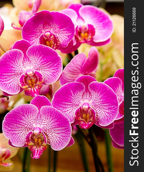 Beautiful striking pink orchid flowers. Beautiful striking pink orchid flowers