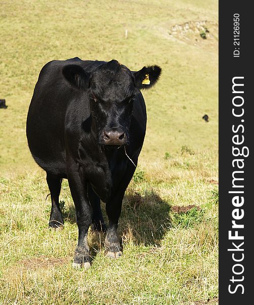 Black cow standing on meadow