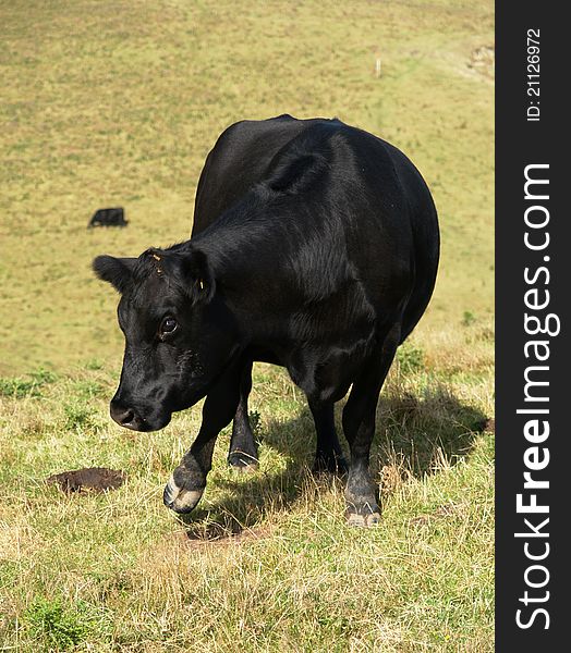 Black cow standing on meadow