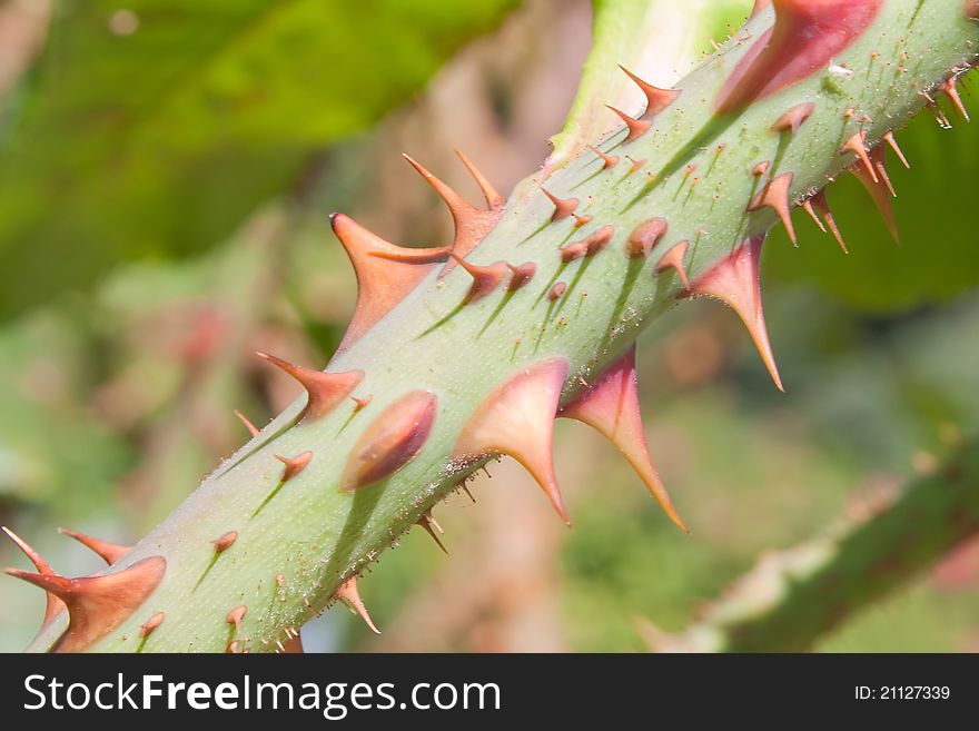 Closeup of rose branch with thorns