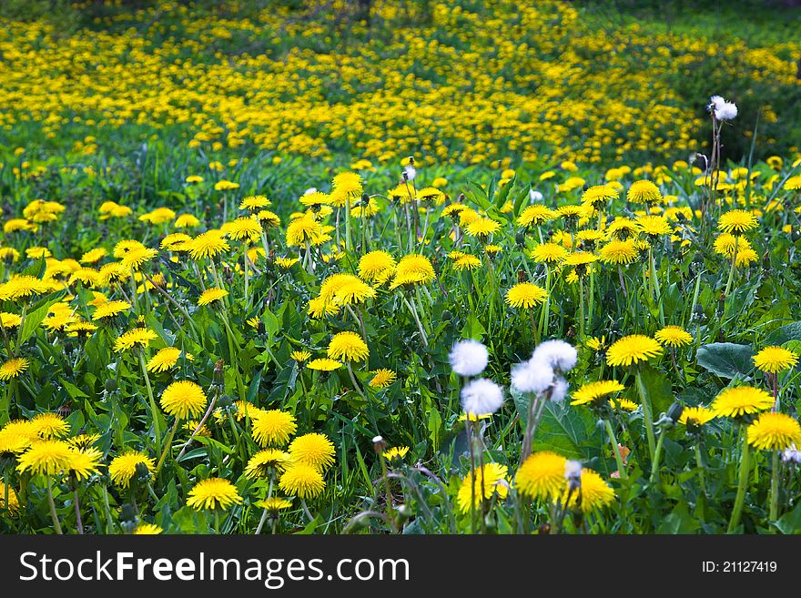 Field on which white dandelions (small depth of sharpness) grow yellow and some