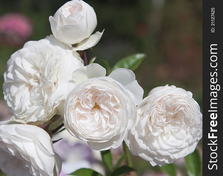 White Roses In A Park, Closeup