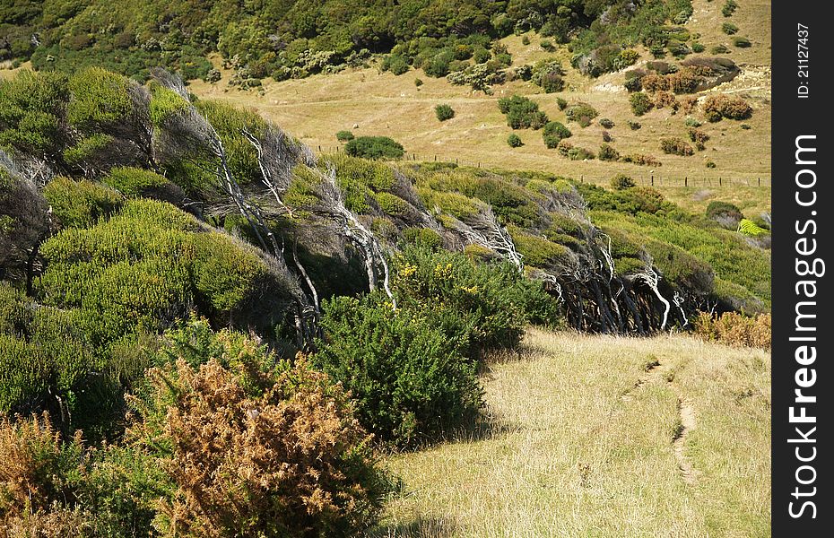 Windswept trees, Farewell spit, South island, New Zealand