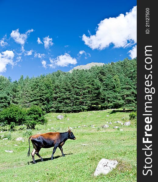 Brown cow grazing in the mountains