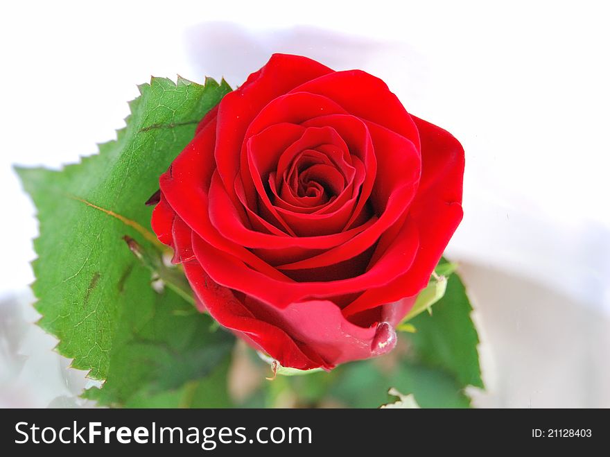 A red rose for your loved one. A red rose for your loved one