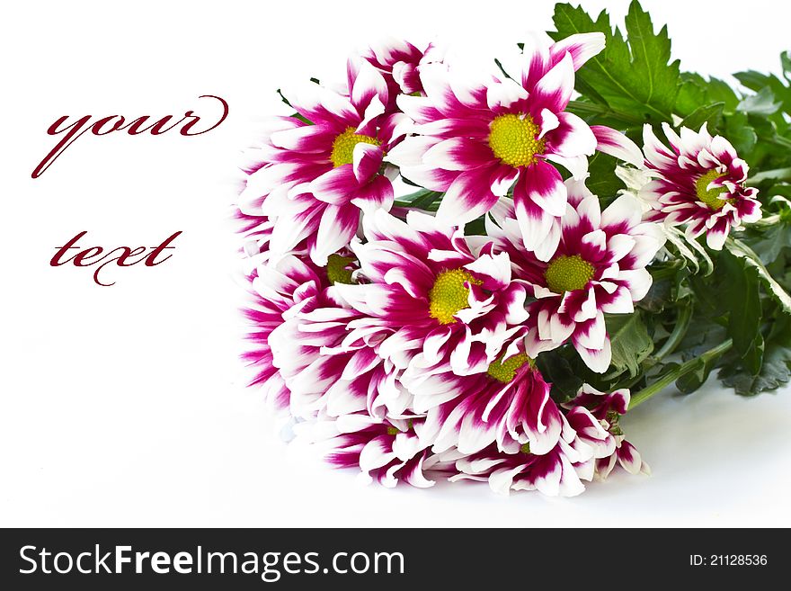 Beautiful bouquet of red chrysanthemums on a white background