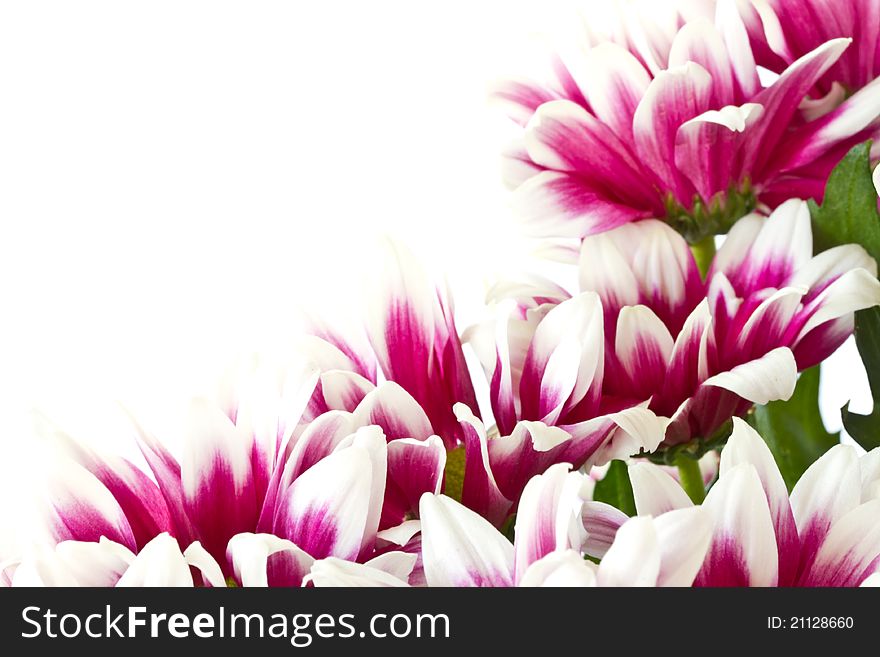 Beautiful bouquet of red chrysanthemums on a white background