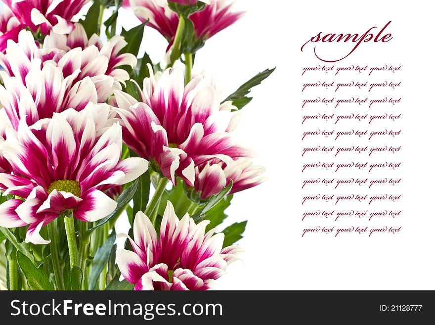 Beautiful bouquet of red chrysanthemums on a white background