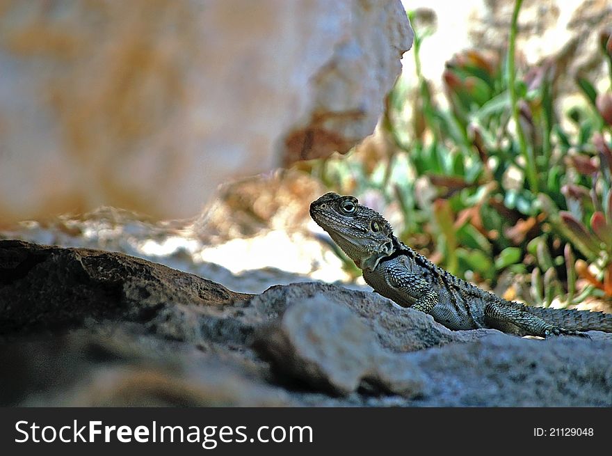 Portrait of lizard under rock