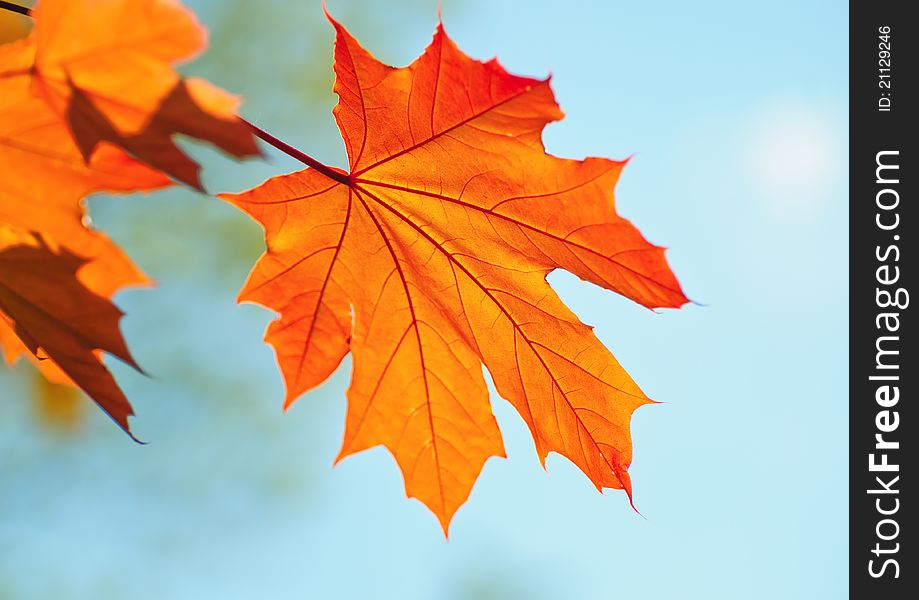 Golden maple leaf against azure autumn sky. Golden maple leaf against azure autumn sky