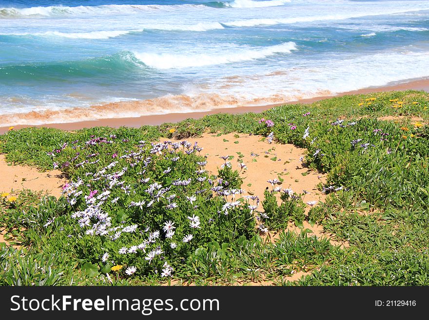 Wildflowers Growing On Beach Dune