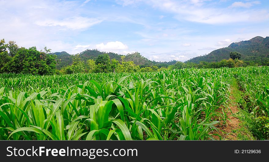 Landscape of cornfield and blue sky. Landscape of cornfield and blue sky