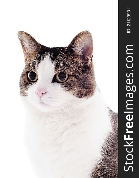 Cat on a white studio background for cutout. Cat on a white studio background for cutout