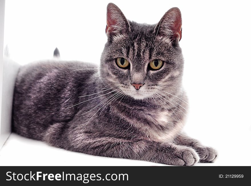 Cat on a white studio background for cutout. Cat on a white studio background for cutout