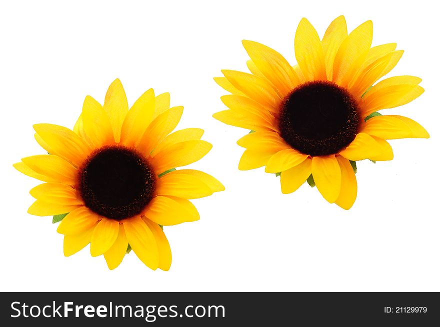 Two yellow sunflowers on a white background for cutout. Two yellow sunflowers on a white background for cutout