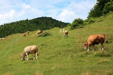 Cows On Alpine Pasture Stock Photo Cows On Alpine Pasture Stock Photo