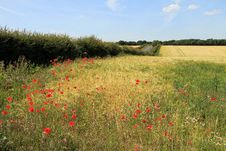 Poppies In A Wheat Field Royalty Free Stock Photography Poppies In A Wheat Field Royalty Free Stock Photography