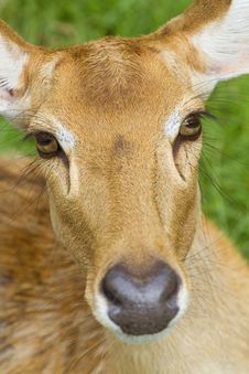 Deer Stock Photos