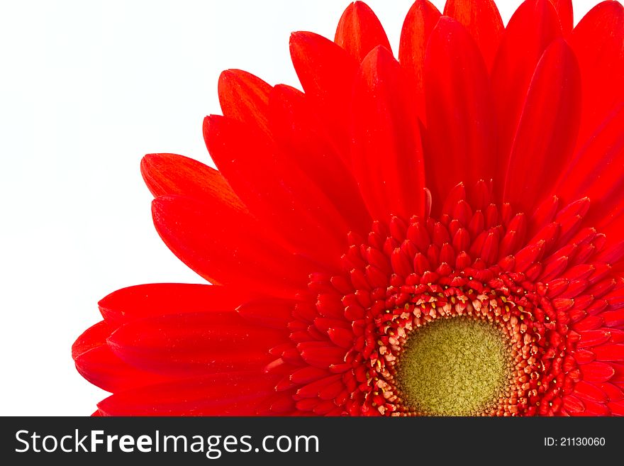 Red Gerbera