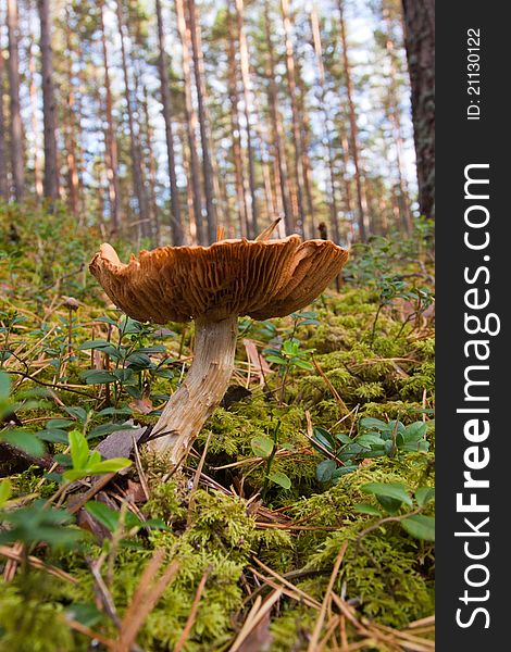 Mushrooms in green forest on autumn