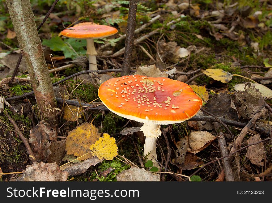 Mushrooms In Green Forest