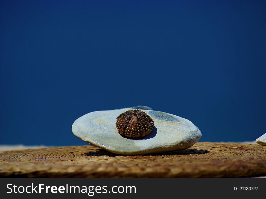 Sea shell with the ocean on the background