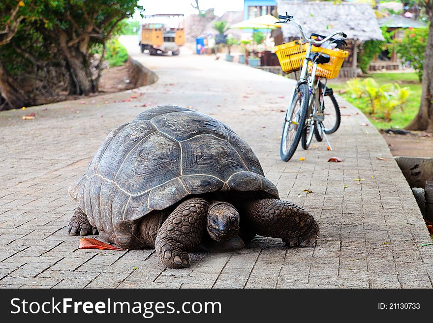 Giant Tortoise On A Road