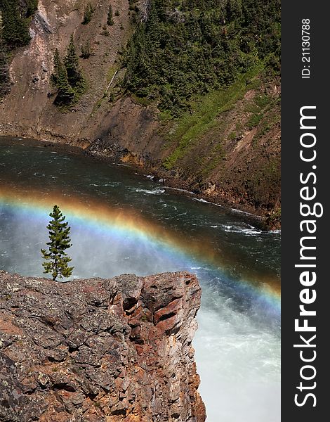 Rainbow over a tree near the Yellowstone River. Rainbow over a tree near the Yellowstone River