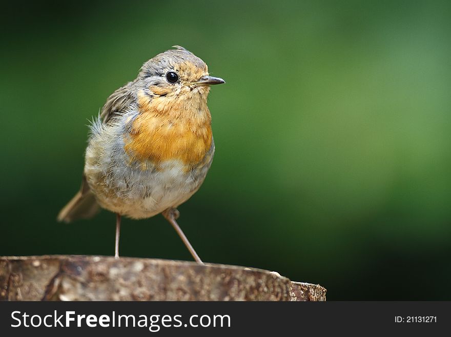A robin on a peace of wood