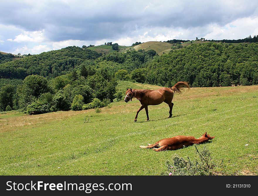 Rural landscape with a mare walking around while her foal is resting. Rural landscape with a mare walking around while her foal is resting