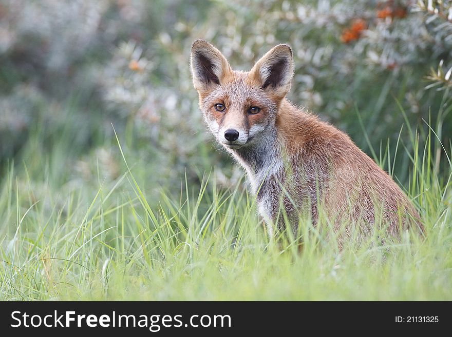 A red fox in the dunes