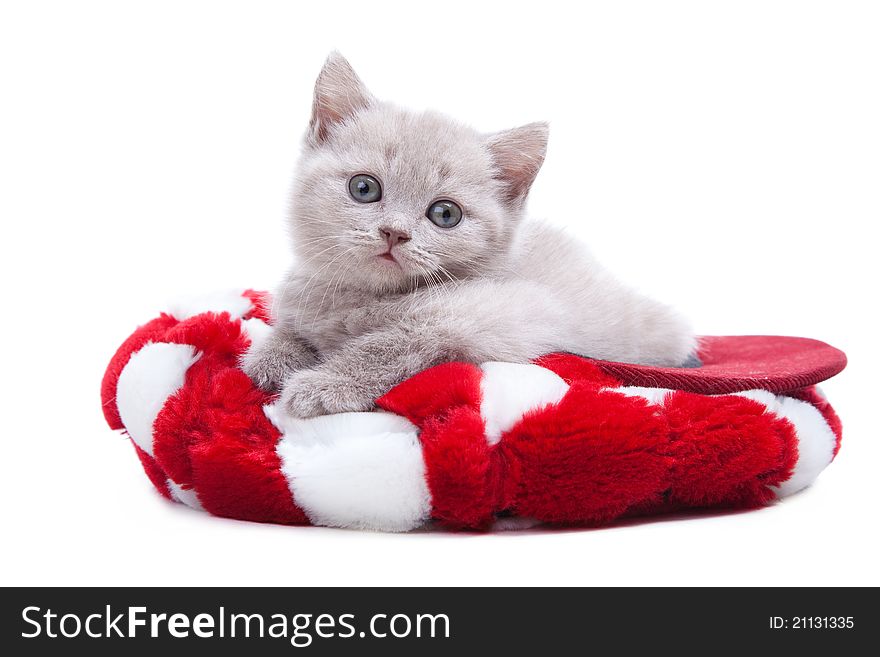 Studio portrait of playful young pale-yellow British kitten lying in red hat on isolated white background. Studio portrait of playful young pale-yellow British kitten lying in red hat on isolated white background