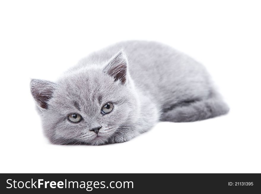 Studio portrait of cute young gray British kitten lying on isolated white background