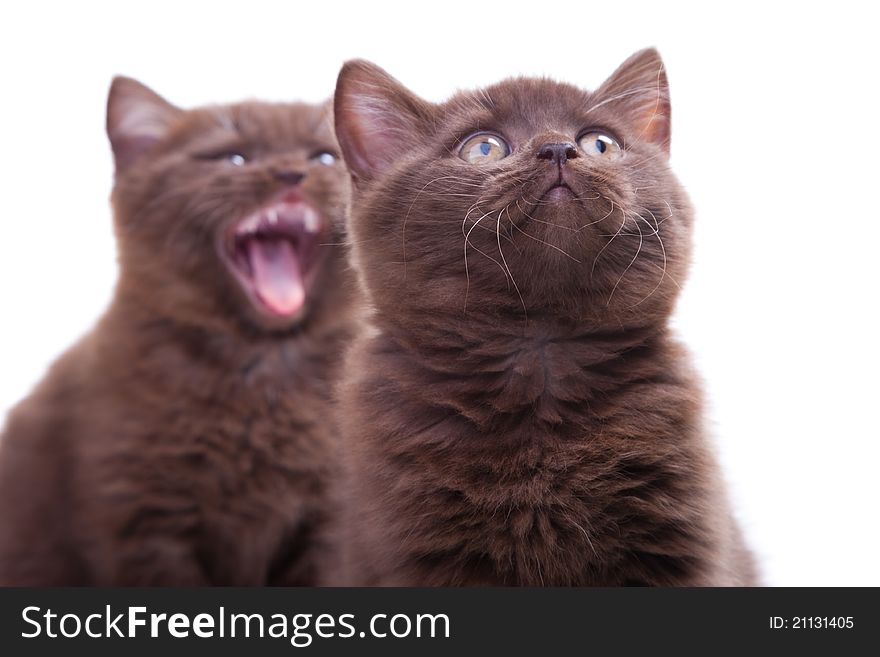 Studio portrait of two cute young chestnut British kittens sitting on isolated white background. Studio portrait of two cute young chestnut British kittens sitting on isolated white background