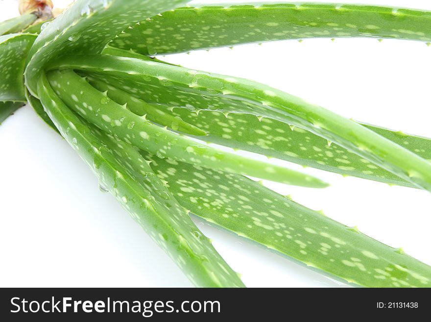 A Aloe Vera For Beautiful.