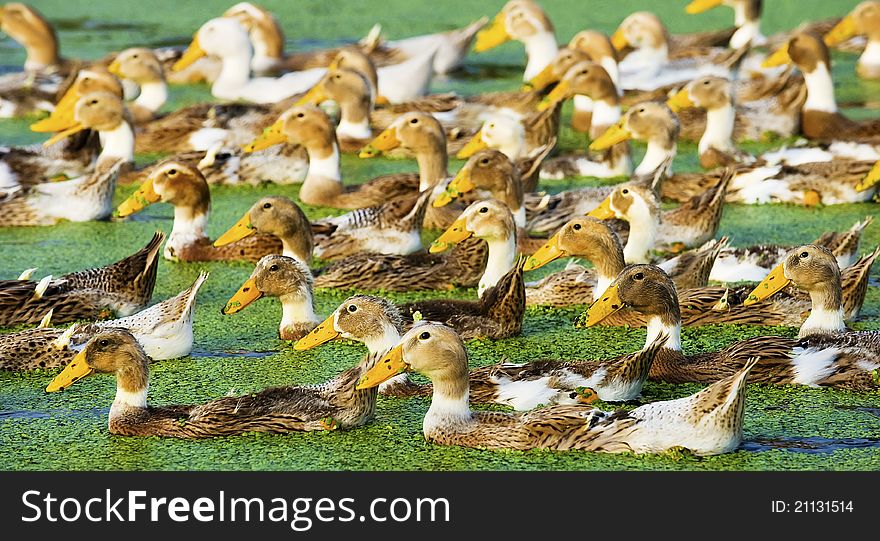 Early morningï¼ŒA group of duck in the water carefree feedingã€‚
Photo taken on: September 11nd, 2010