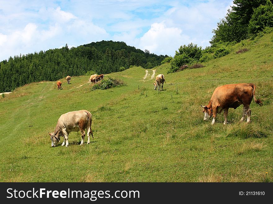 Cows on alpine pasture