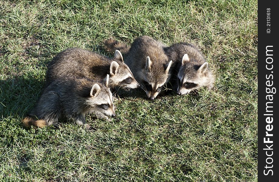 Family of four raccoons in a neighborhood yard in the afternoon. Family of four raccoons in a neighborhood yard in the afternoon