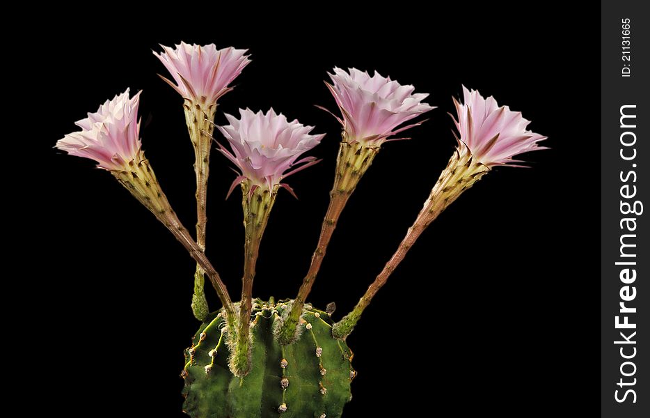 An Easter lily cactus with flowers