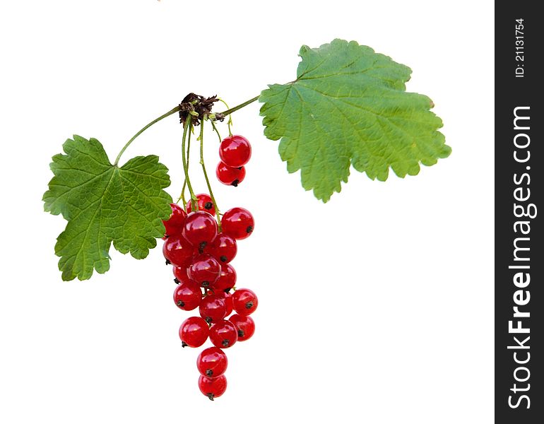 Red currant isolated on white background