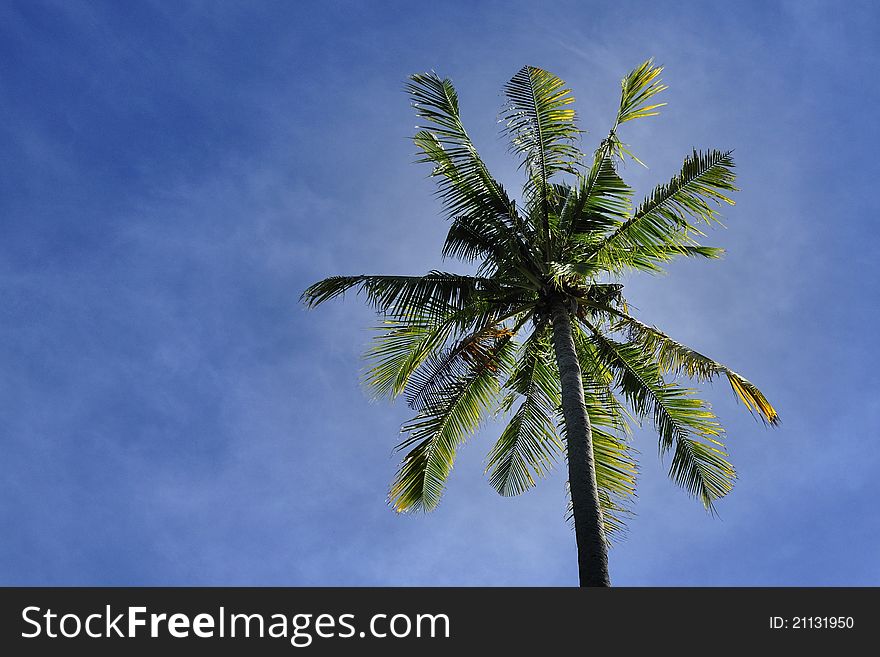 The palm tree by the seashore