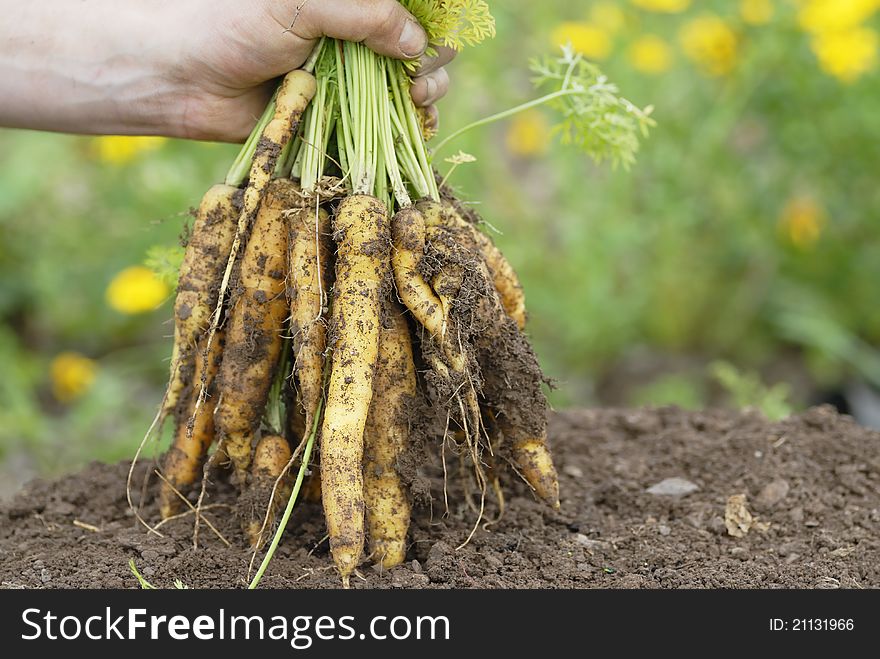 Holding Bunch Of Yellow Carrots.